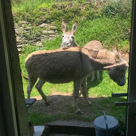 Terra Bosca Cambounes