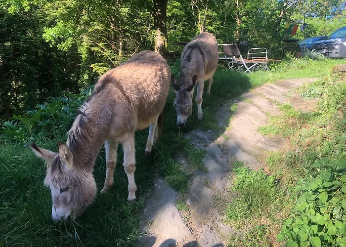 Terra Bosca Cambounes