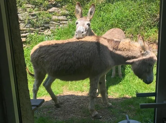 Terra Bosca Cambounes